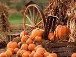 Harvest